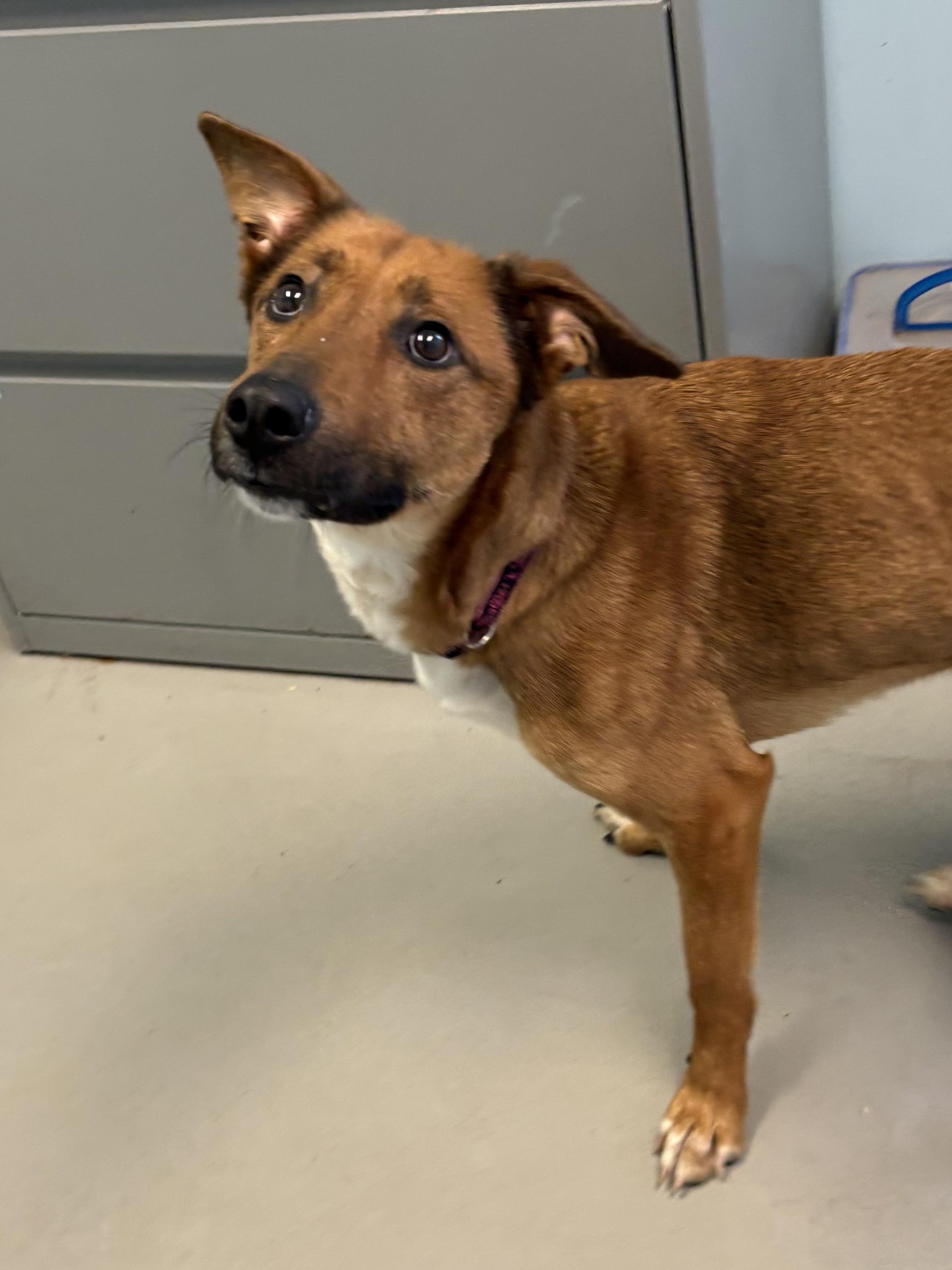 Enlarge Aurellia, a ADOPTABLE Mixed Breed in Big Rapids, MI image 2/3