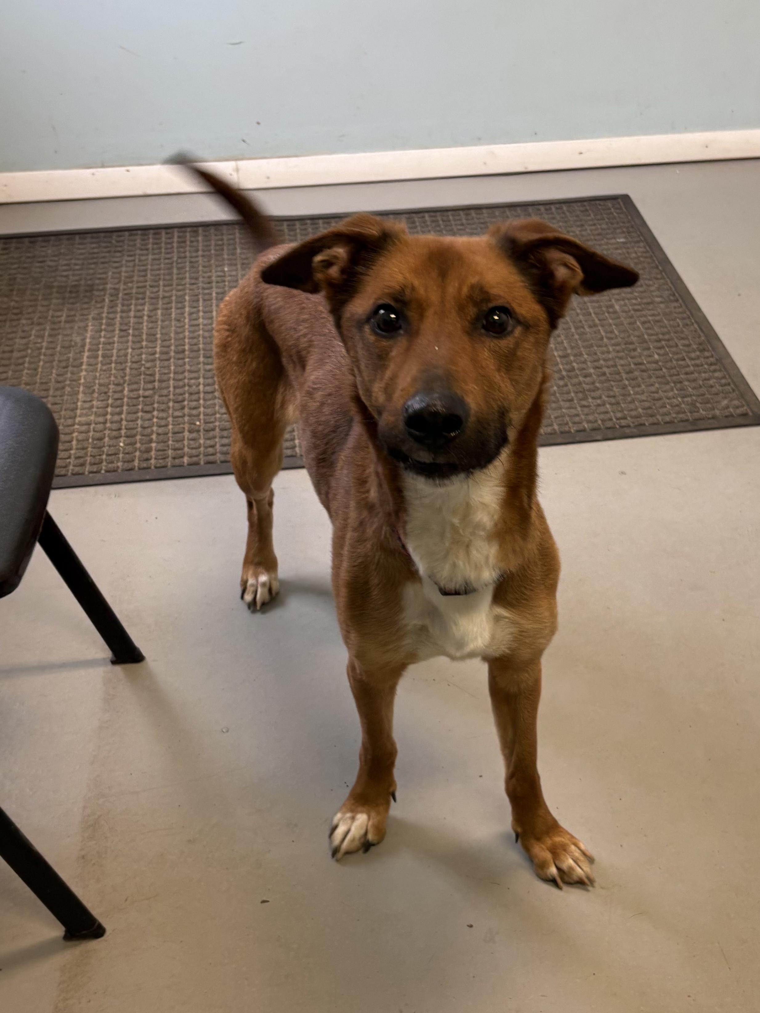 Enlarge Aurellia, a ADOPTABLE Mixed Breed in Big Rapids, MI image 3/3