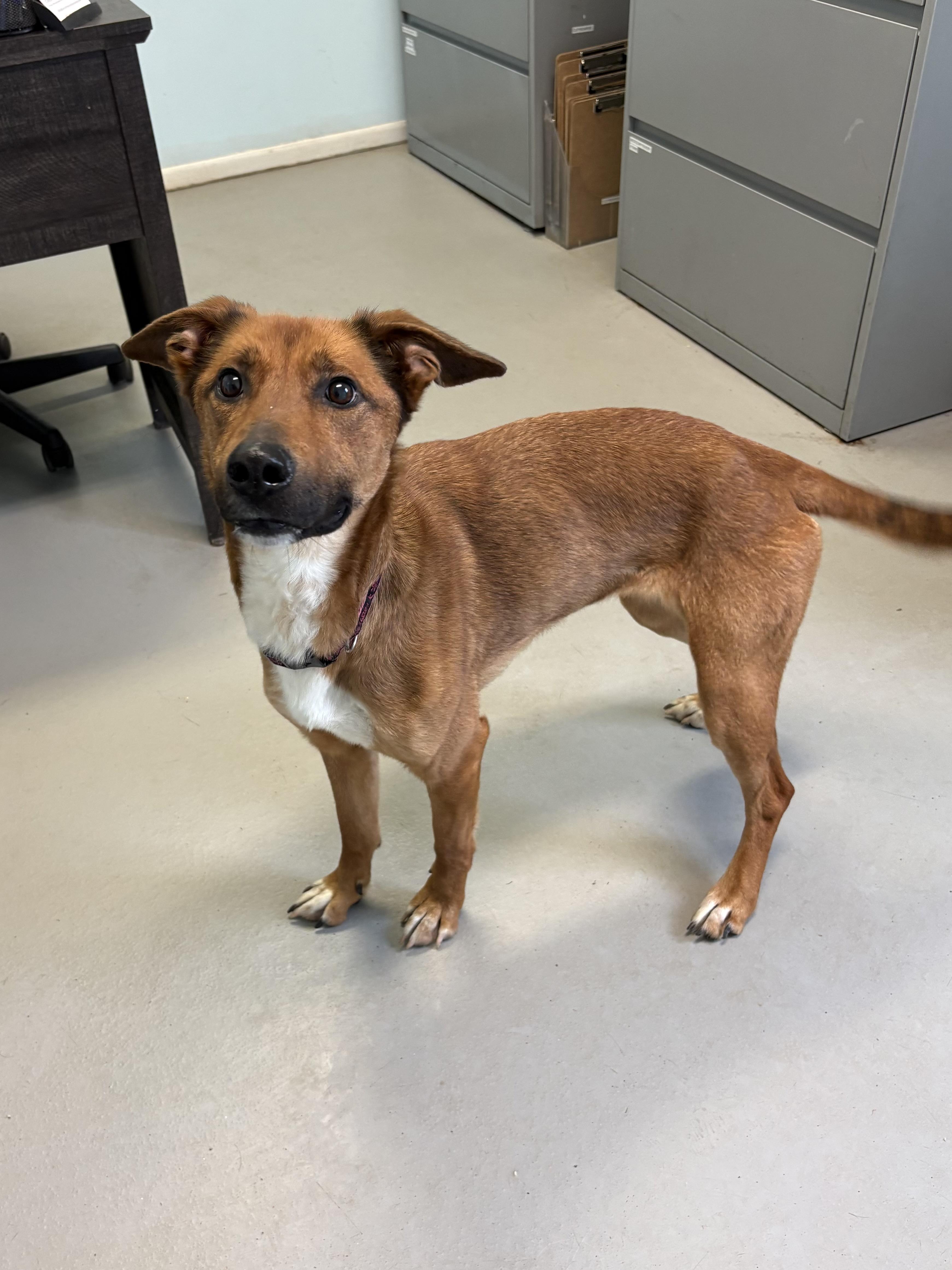Aurellia, ADOPTABLE, Adult Female Mixed Breed.