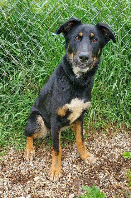 Enlarge Wenzday (6711), a Adoptable Shepherd in Lake City, MI image 1/1