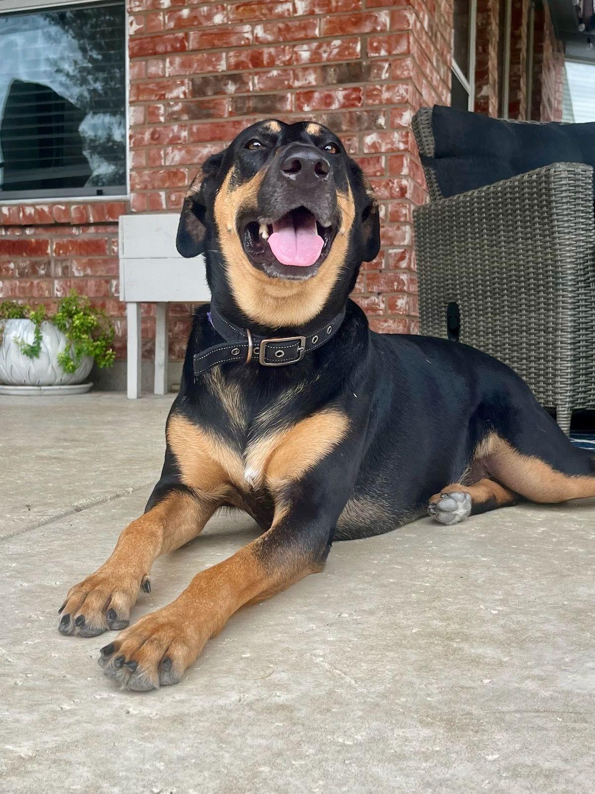 Enlarge Candi, a ADOPTABLE Shepherd in Colleyville, TX image 6/6