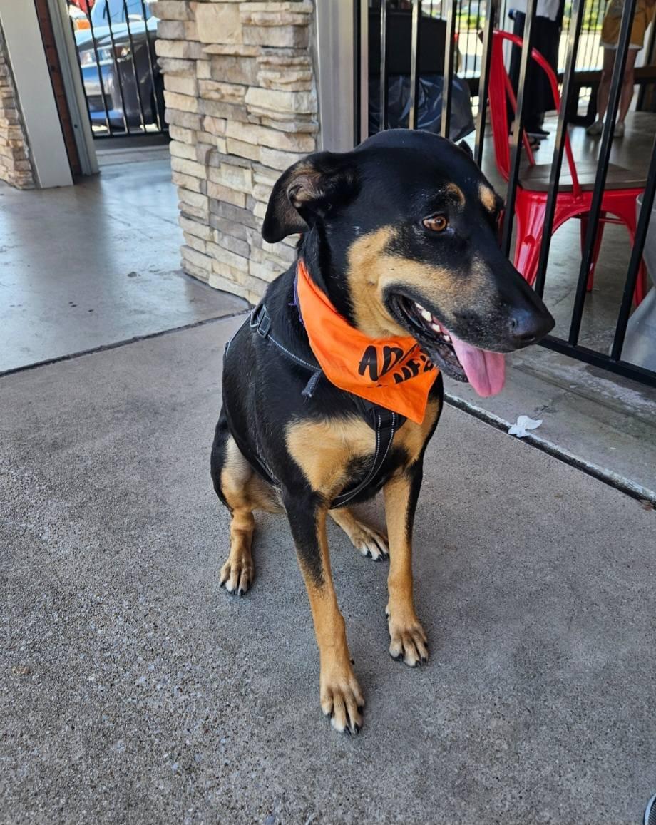 Enlarge Candi, a ADOPTABLE Shepherd in Colleyville, TX image 3/6