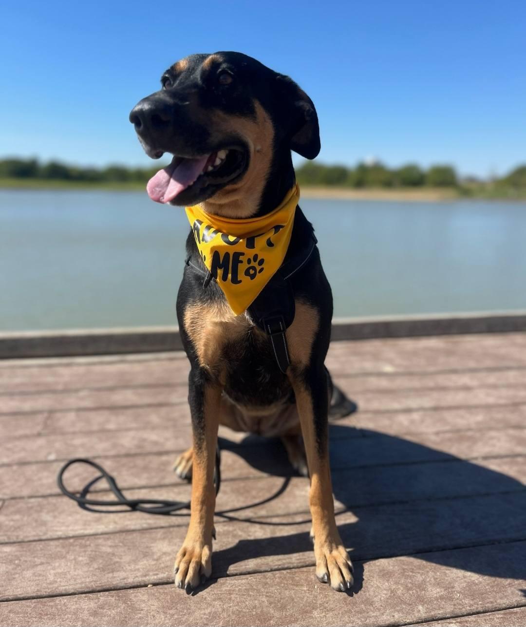 Enlarge Candi, a ADOPTABLE Shepherd in Colleyville, TX image 4/6