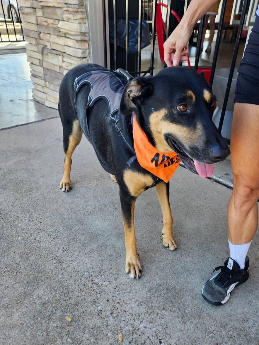 Enlarge Candi, a ADOPTABLE Shepherd in Colleyville, TX image 5/6