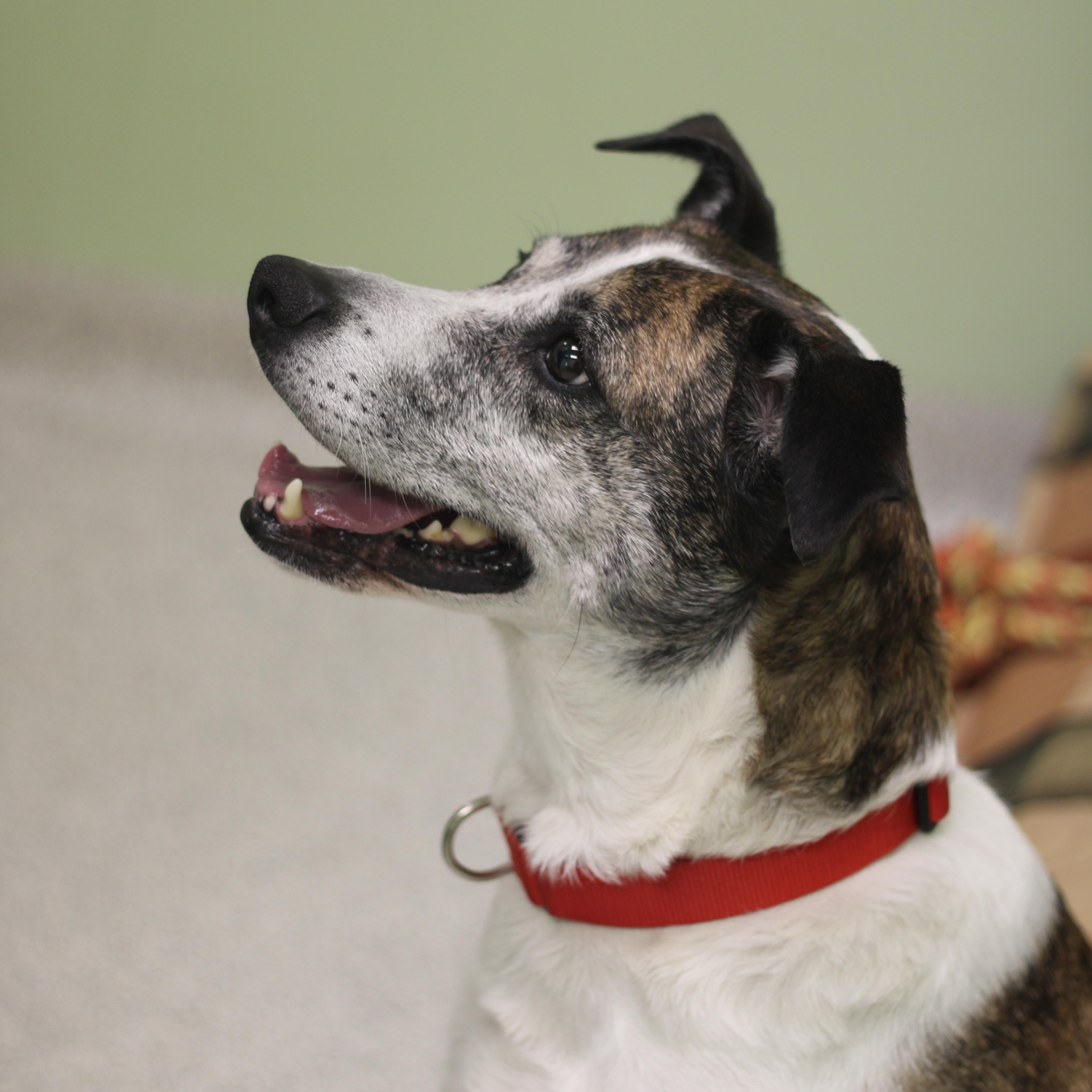 Karma , ADOPTABLE, Senior Female Mixed Breed.