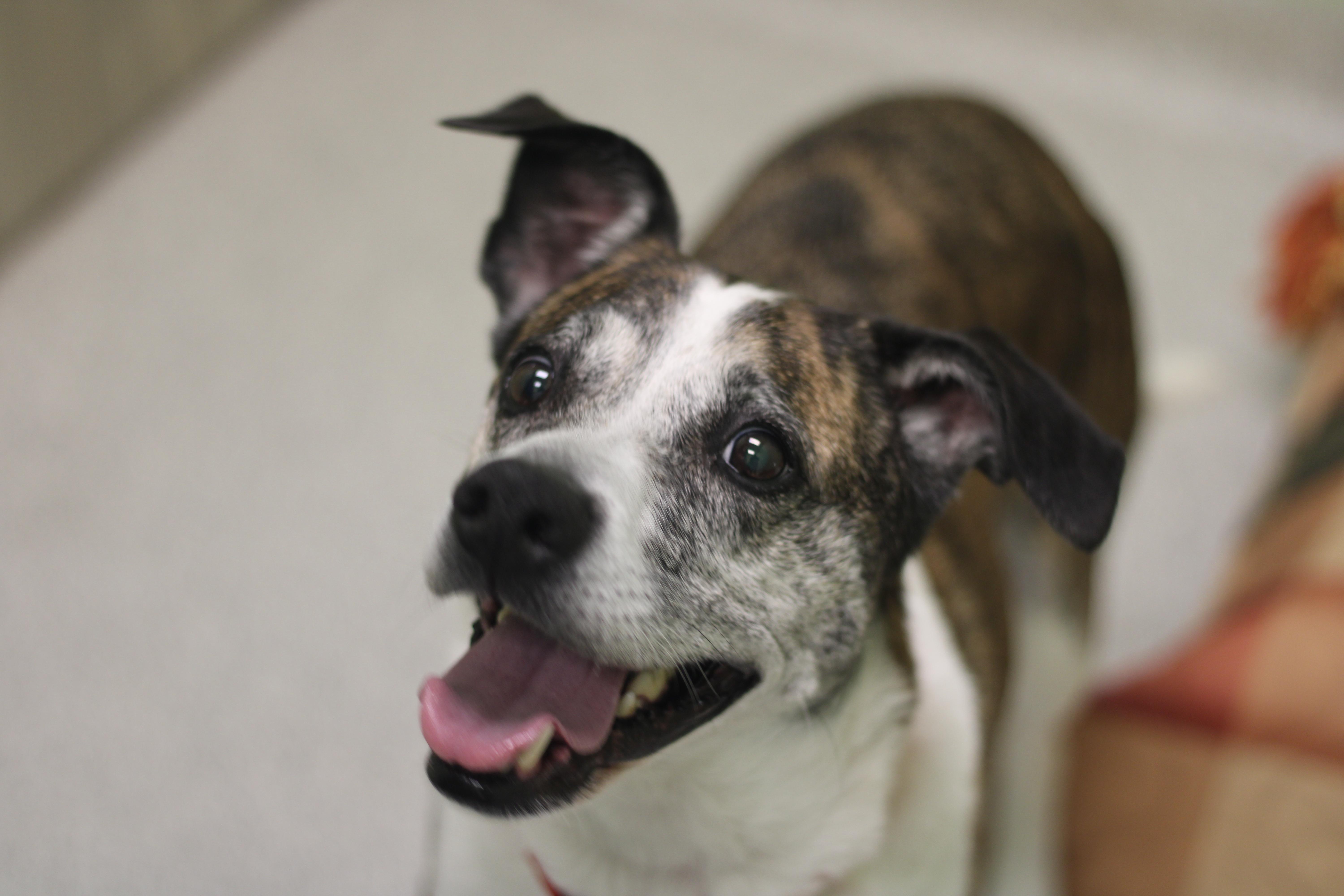 Enlarge Karma , a ADOPTABLE Mixed Breed in Cooperstown, NY image 2/3