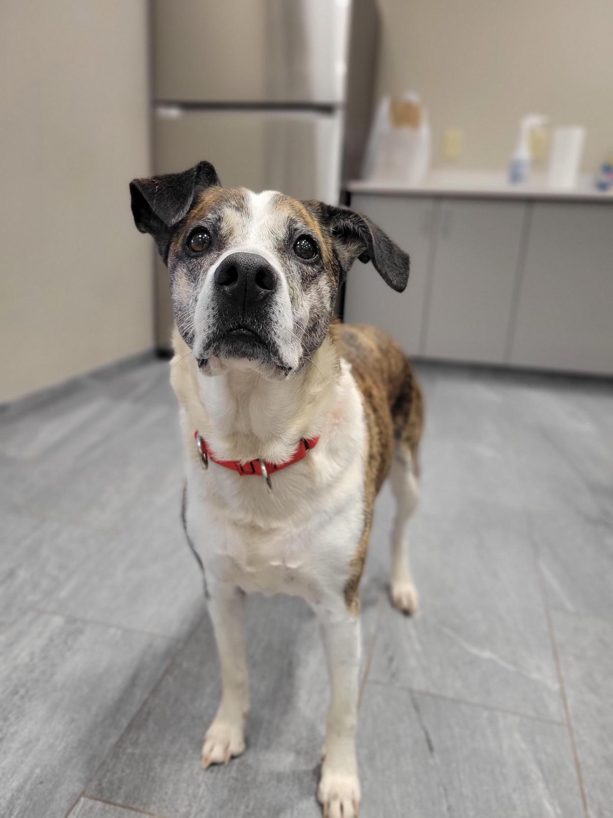 Enlarge Karma , a ADOPTABLE Mixed Breed in Cooperstown, NY image 3/3