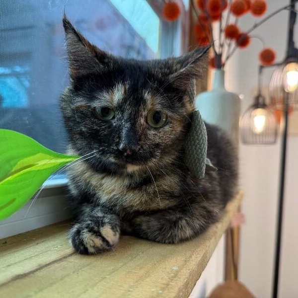 Princess — thumbnail 3