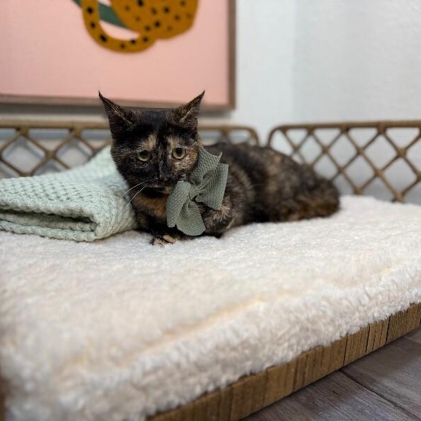 Princess — thumbnail 5