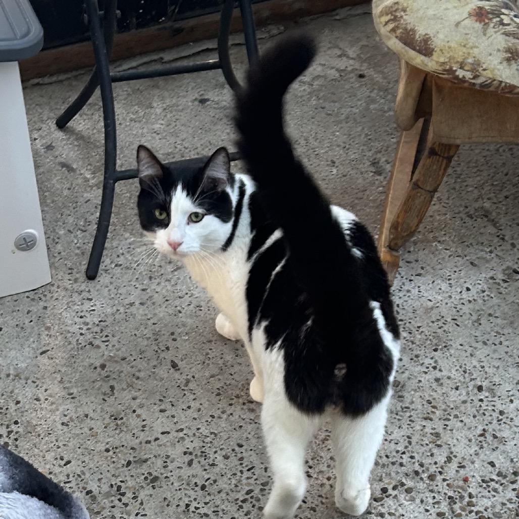 Piper, Adoptable, Adult Male Domestic Short Hair.