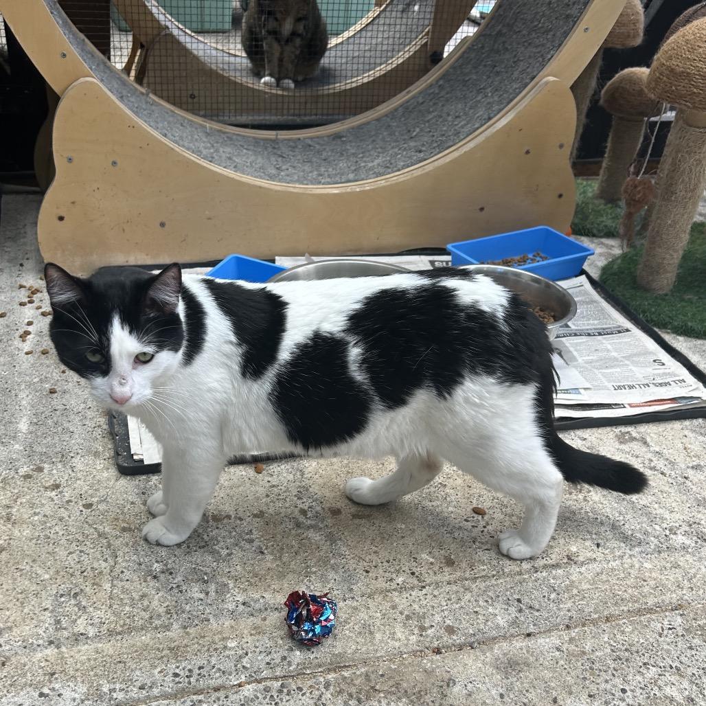 Enlarge Piper, a Adoptable Domestic Short Hair in Veneta, OR image 2/2