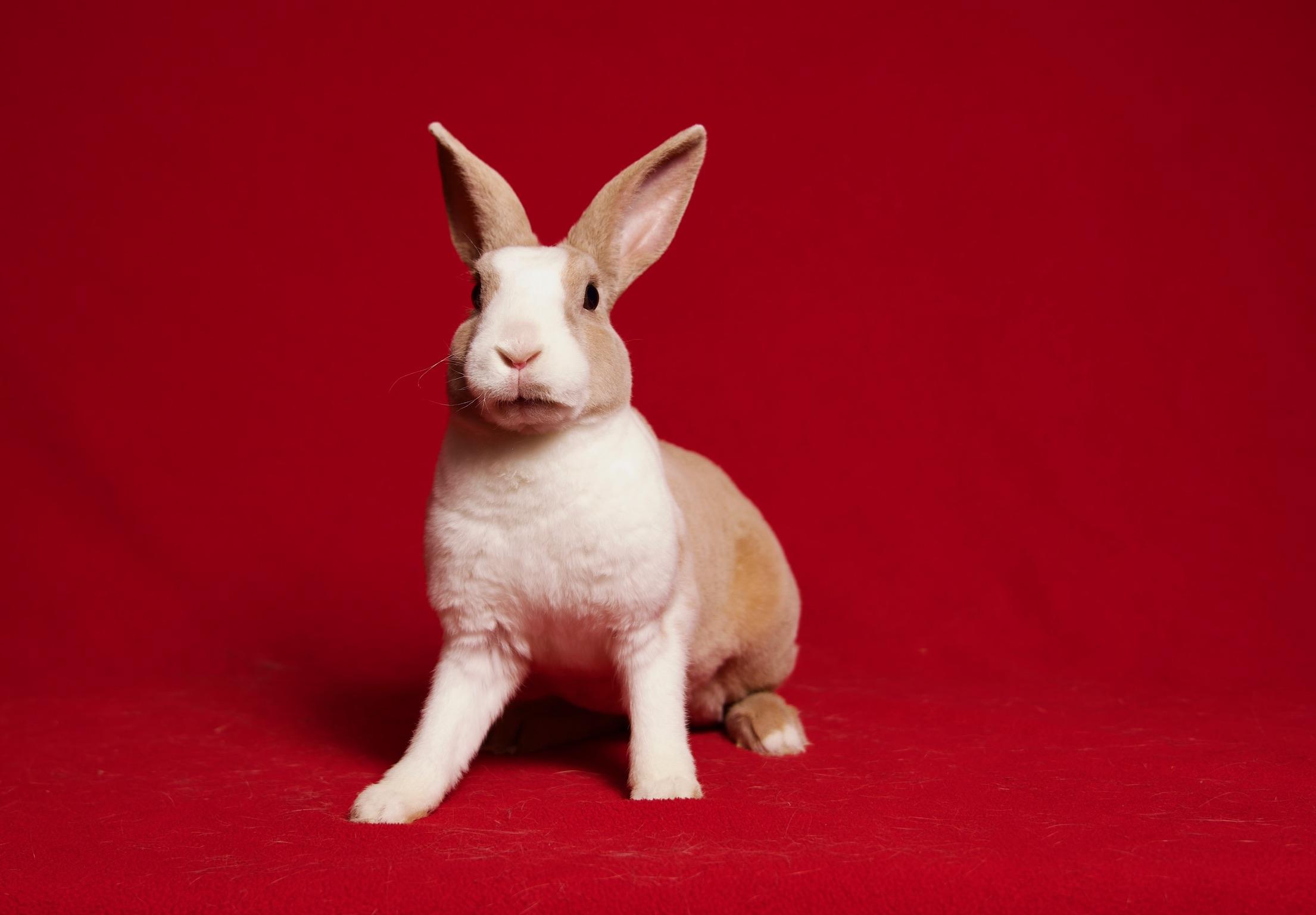 Enlarge Naan, a Adoptable Dutch in Riverside, CA image 1/6