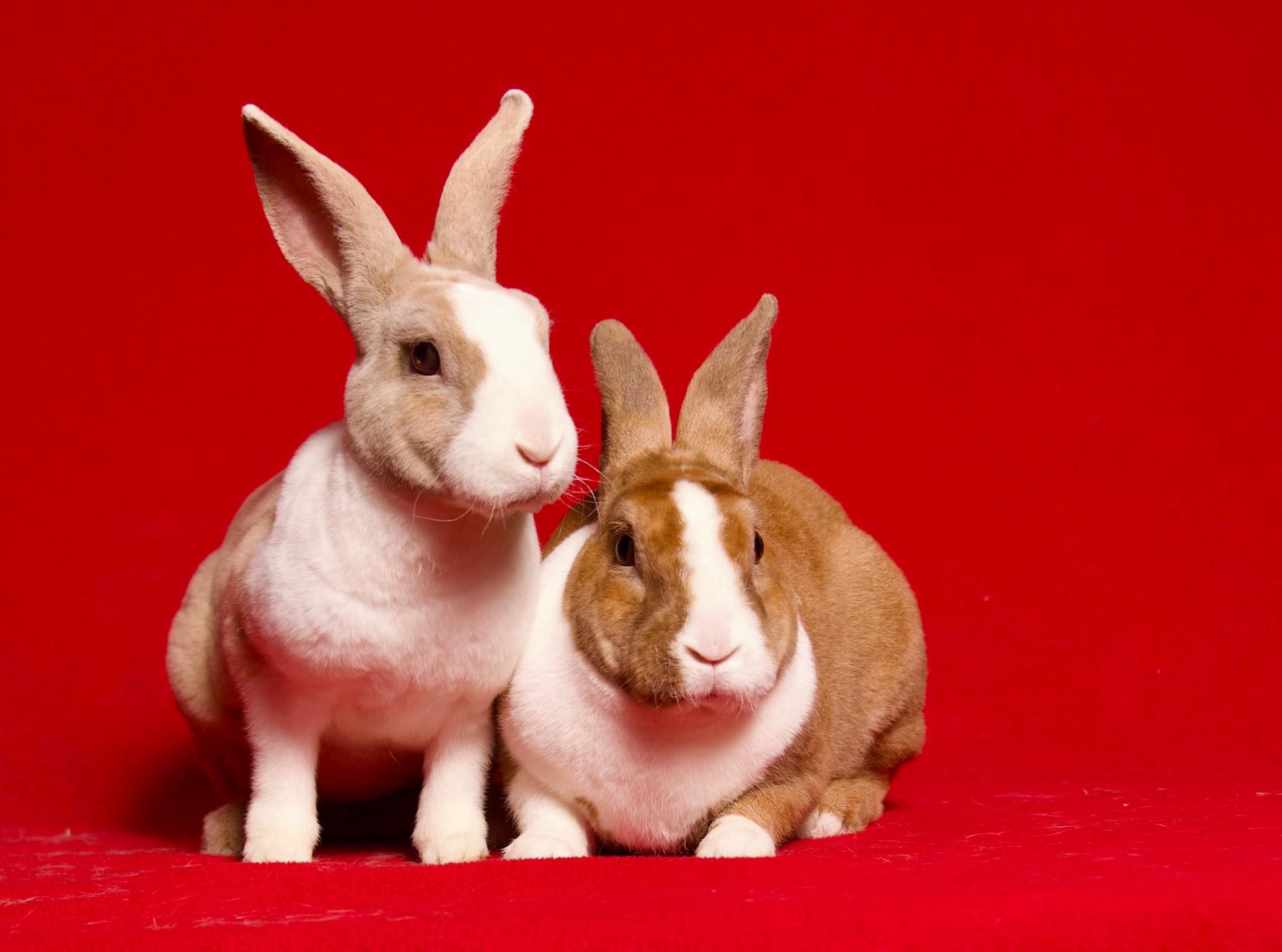 Enlarge Naan, a Adoptable Dutch in Riverside, CA image 2/6