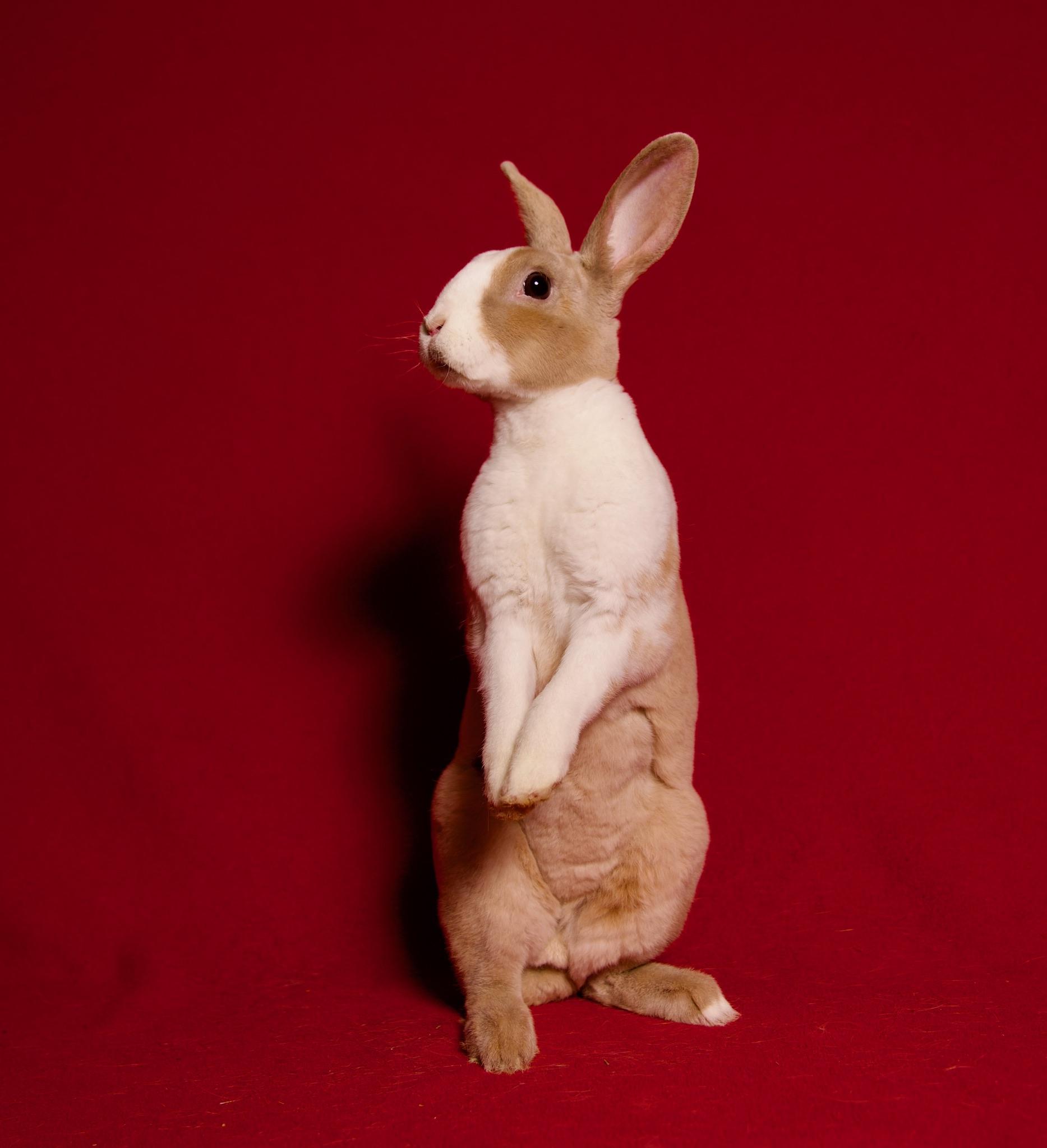 Enlarge Naan, a Adoptable Dutch in Riverside, CA image 3/6