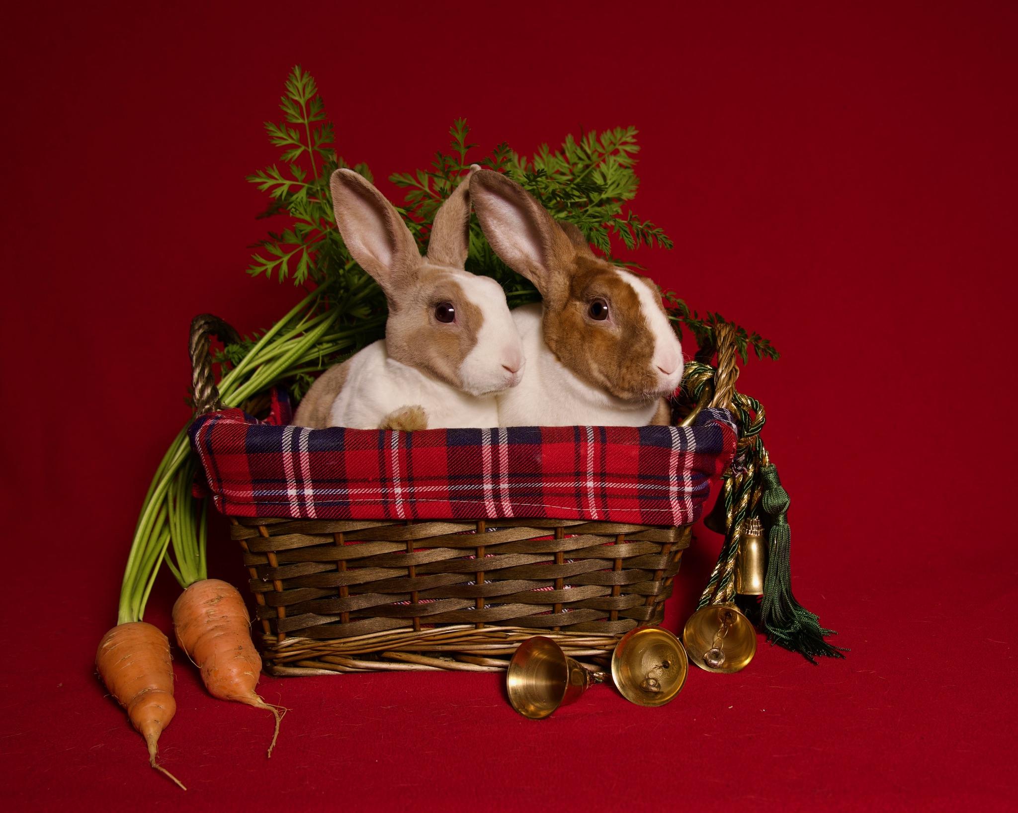 Enlarge Naan, a Adoptable Dutch in Riverside, CA image 4/6