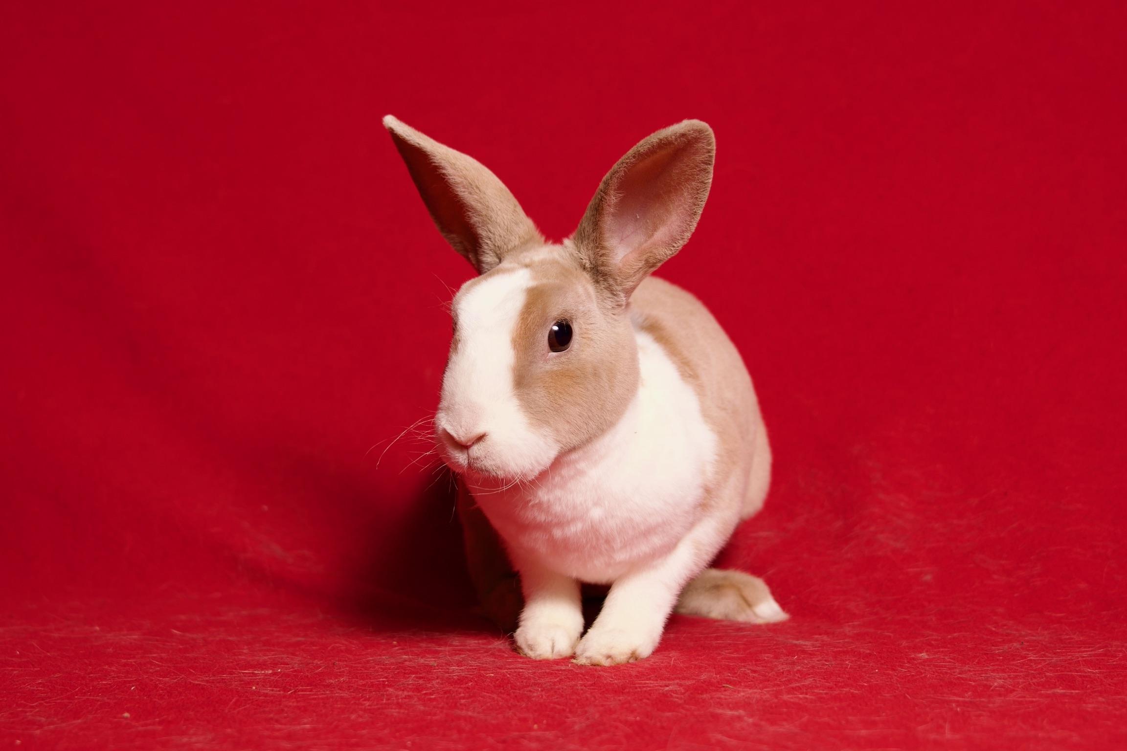 Enlarge Naan, a Adoptable Dutch in Riverside, CA image 5/6