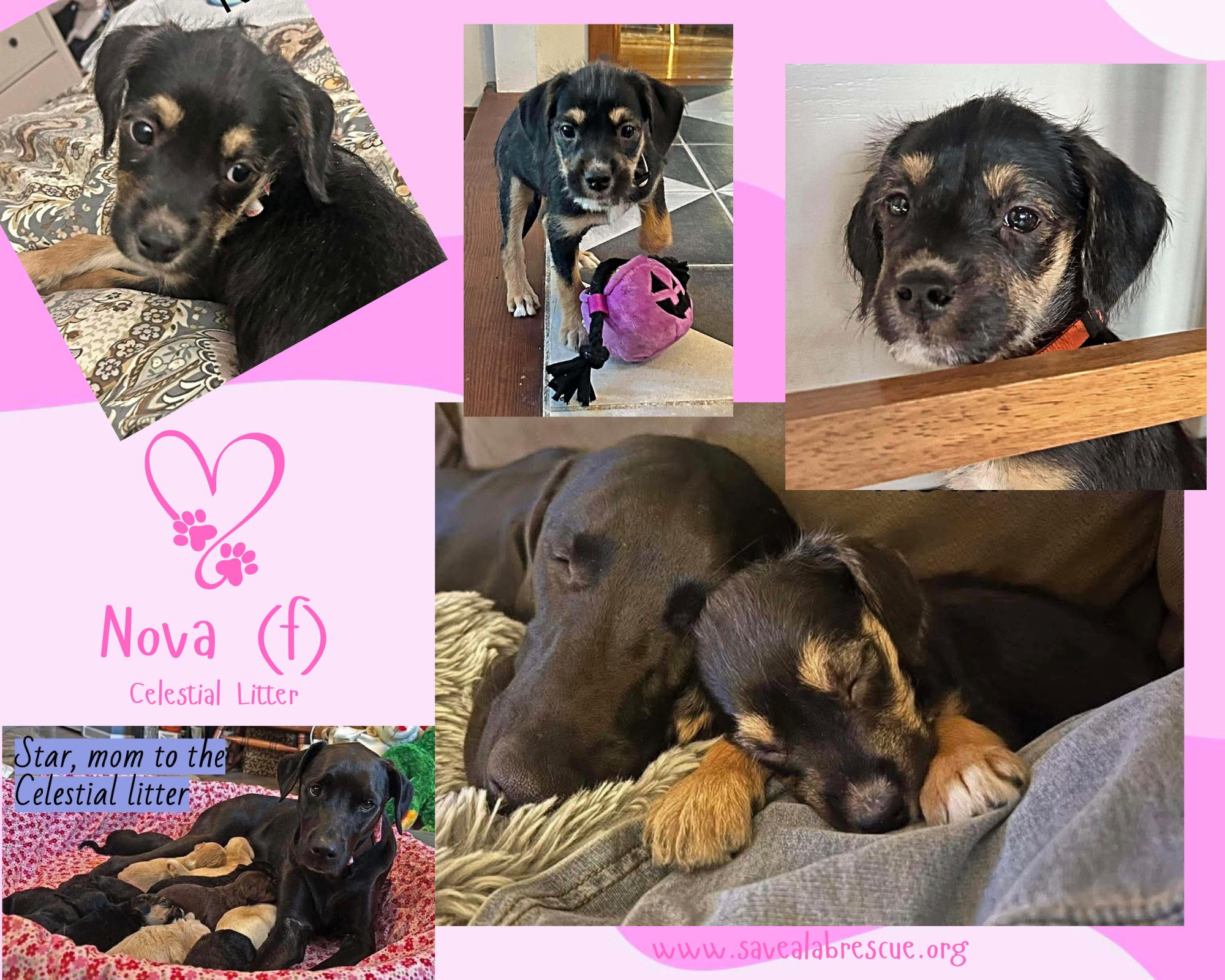 Nova, Adoptable, Puppy Female Labrador Retriever & Black Labrador Retriever.