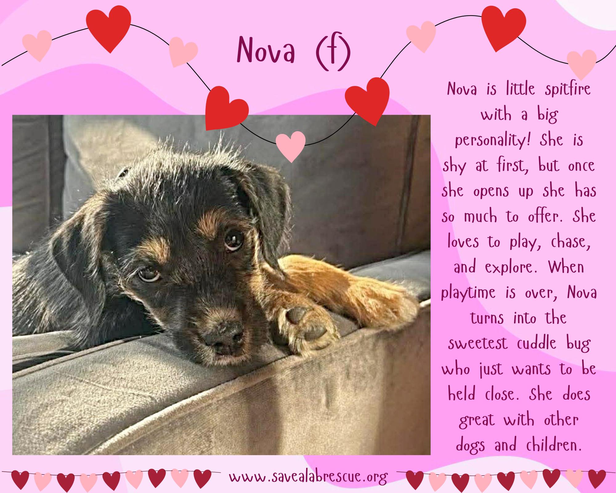 Nova, Adoptable, Puppy Female Labrador Retriever & Black Labrador Retriever.