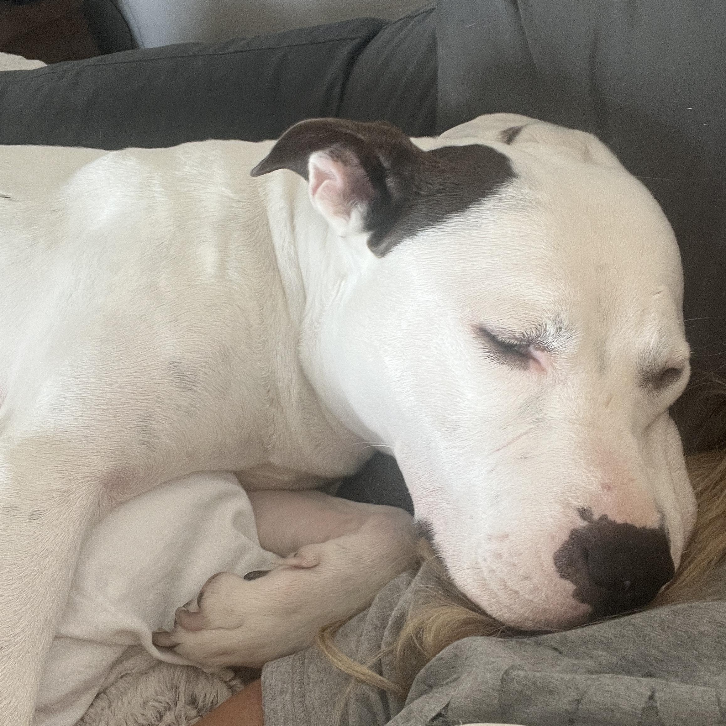 Enlarge Amora , a ADOPTABLE mixed breed in Saratoga Springs, NY image 1/6