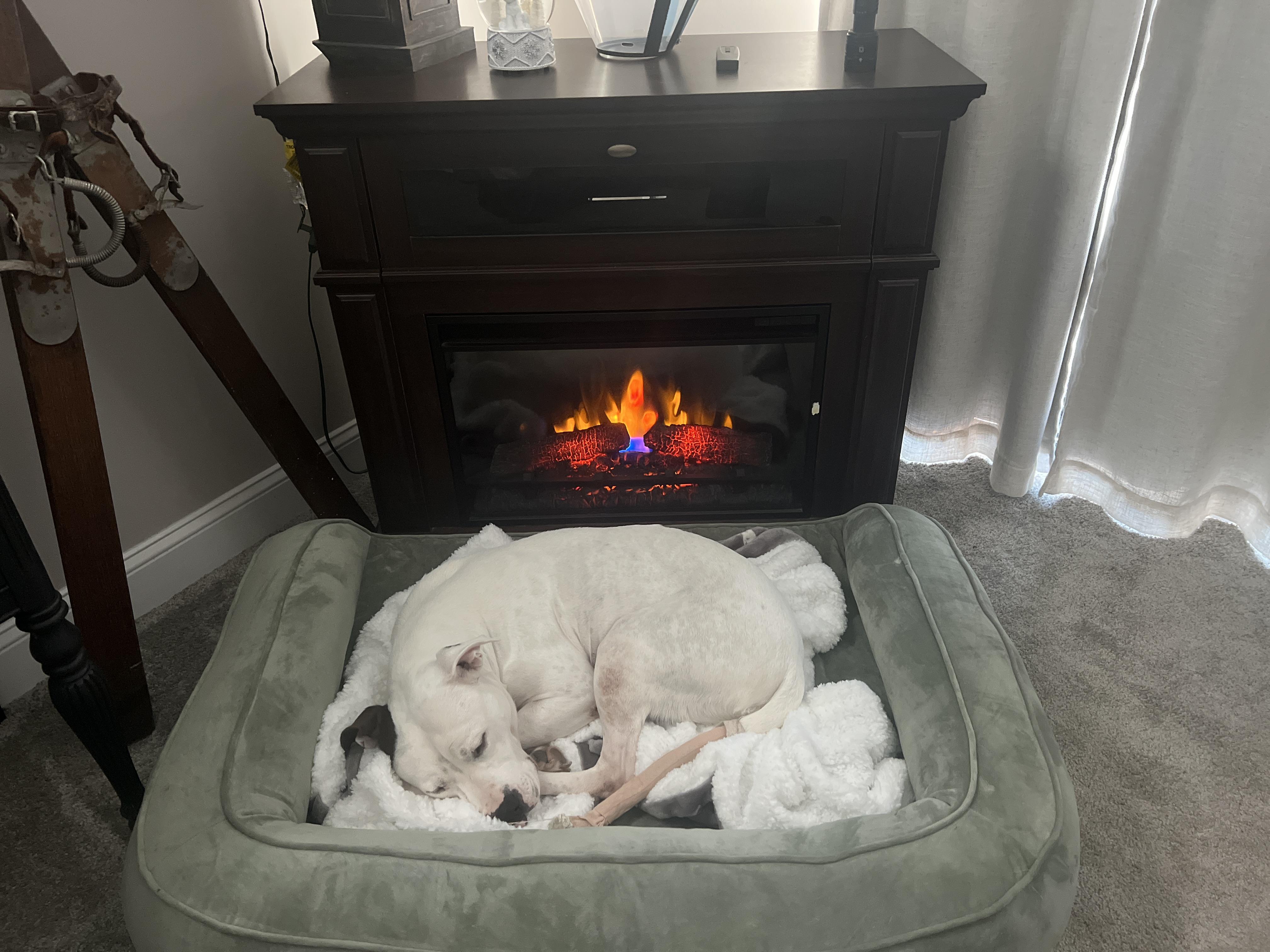 Enlarge Amora , a ADOPTABLE mixed breed in Saratoga Springs, NY image 2/6