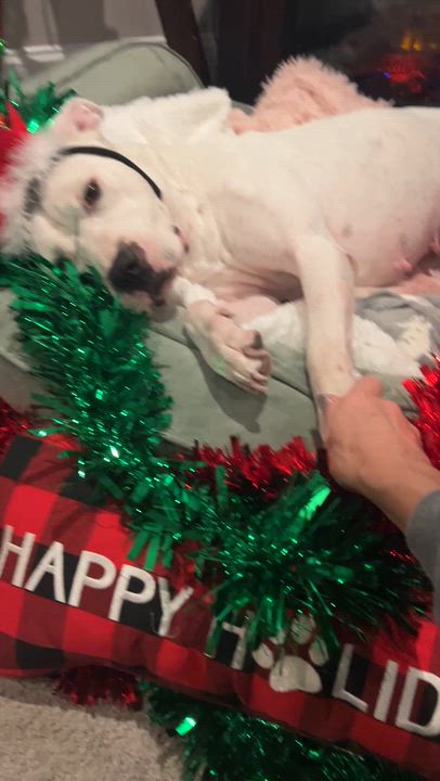 Enlarge Amora , a ADOPTABLE mixed breed in Saratoga Springs, NY video 4/6