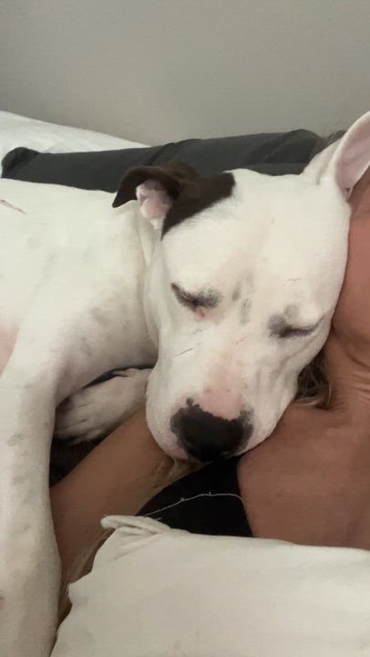 Enlarge Amora , a ADOPTABLE mixed breed in Saratoga Springs, NY video 5/6