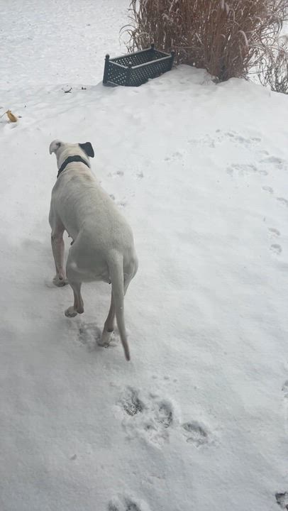 Enlarge Amora , a ADOPTABLE mixed breed in Saratoga Springs, NY video 6/6