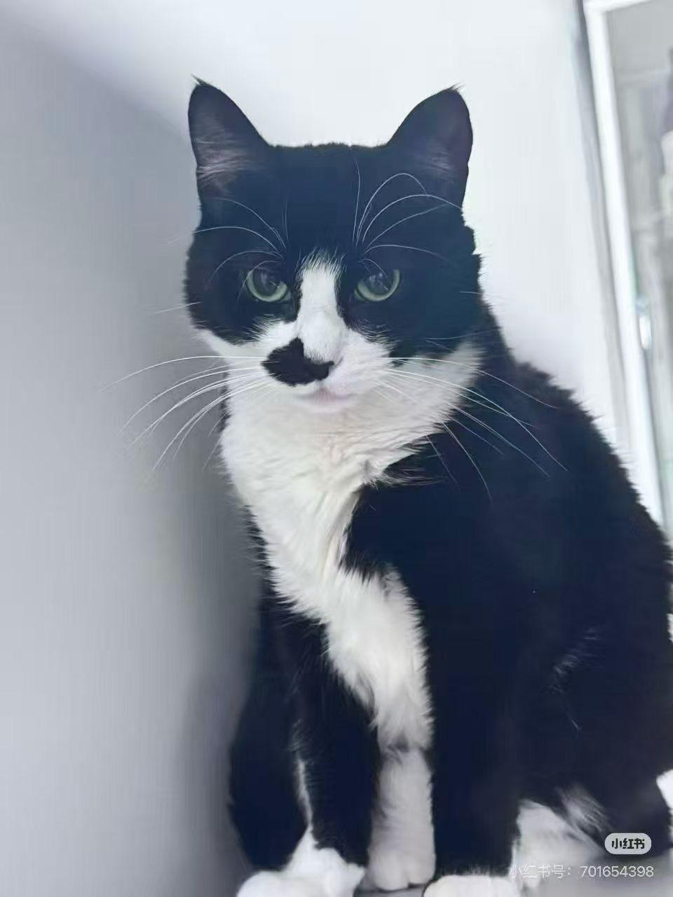 Hei, ADOPTABLE, Adult Female Tuxedo & Domestic Short Hair.