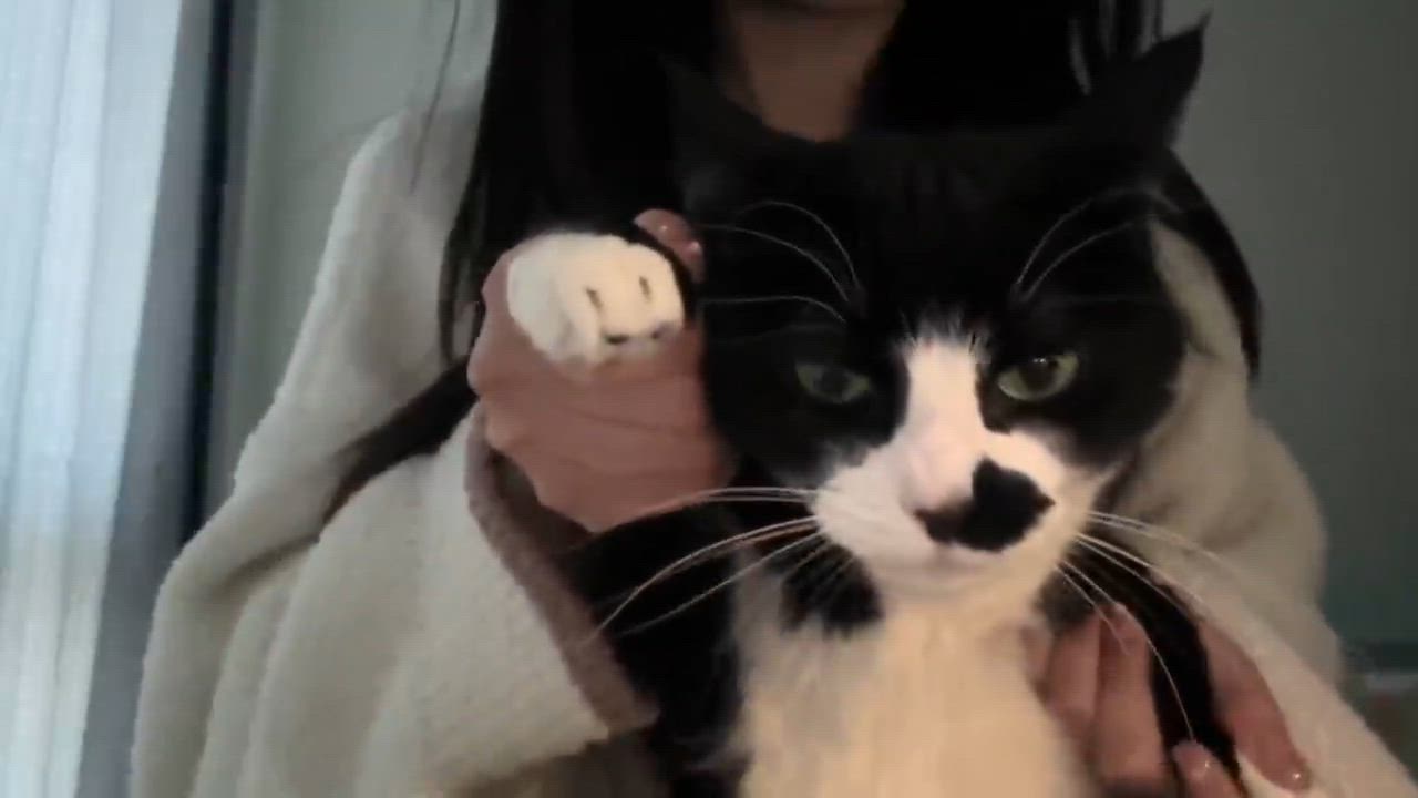 Enlarge Hei, a ADOPTABLE mixed breed in Flushing, NY video 1/6