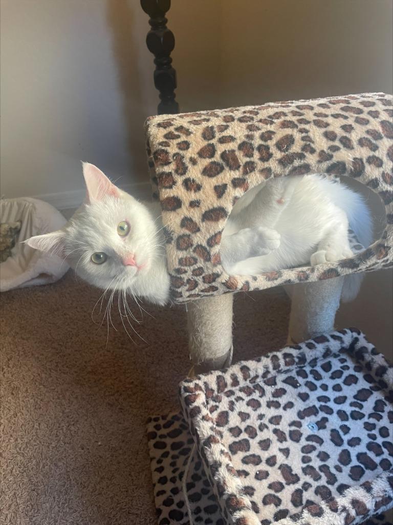 Albus, Adoptable, Young Male Domestic Short Hair.