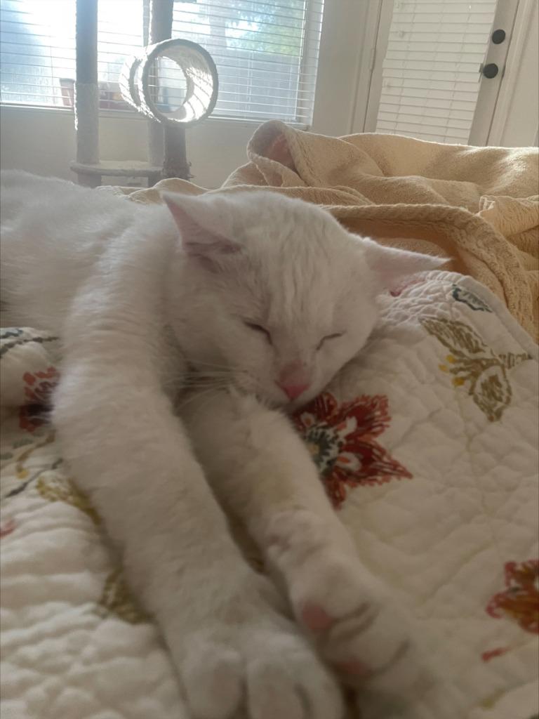 Enlarge Albus, a Adoptable mixed breed in Gilbert, AZ image 2/5