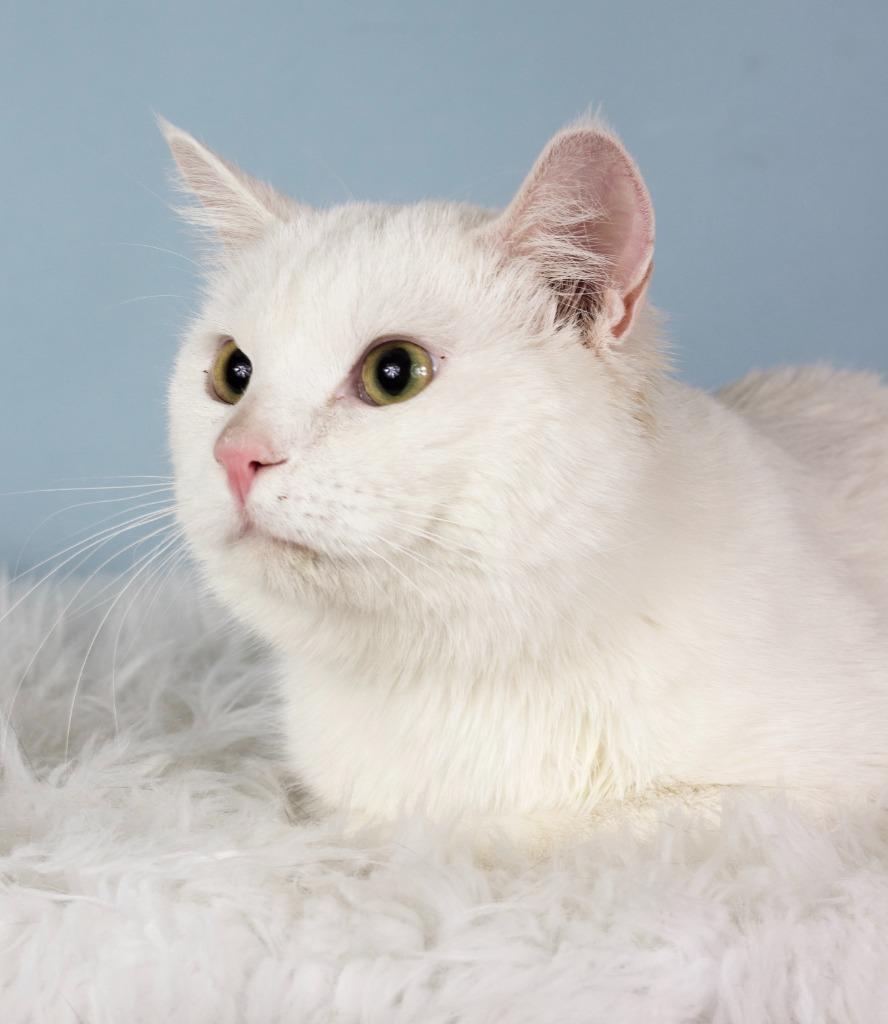 Enlarge Albus, a Adoptable mixed breed in Gilbert, AZ image 3/5