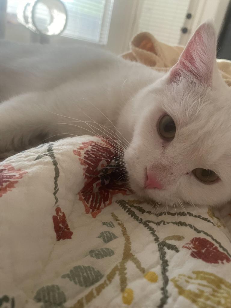 Enlarge Albus, a Adoptable mixed breed in Gilbert, AZ image 4/5