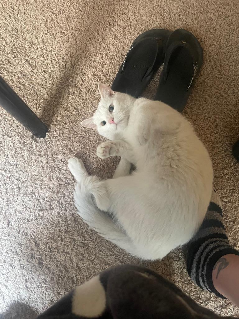 Enlarge Albus, a Adoptable mixed breed in Gilbert, AZ image 5/5