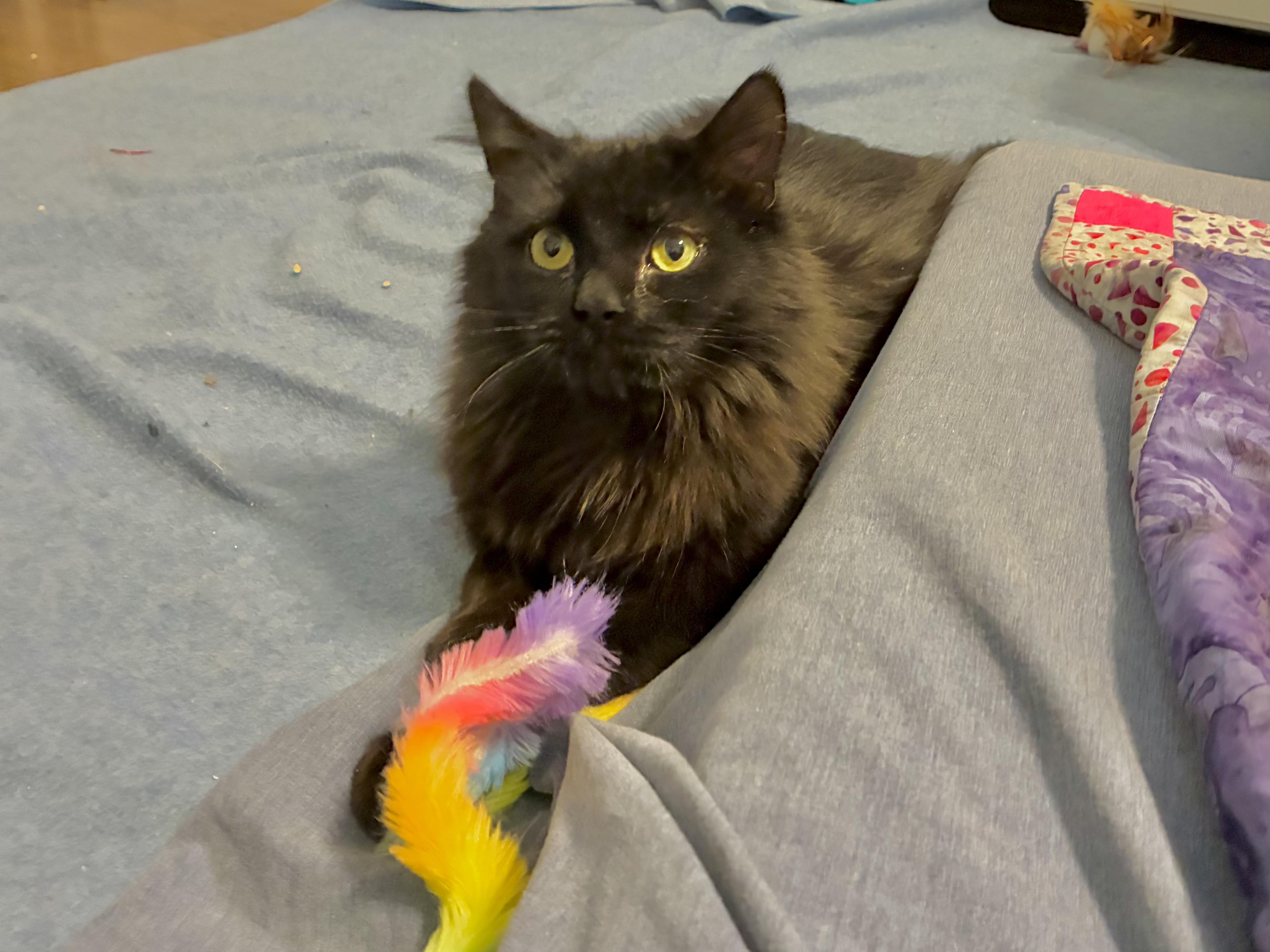Enlarge Stevie, a ADOPTABLE Domestic Long Hair in Chicago, IL image 3/5