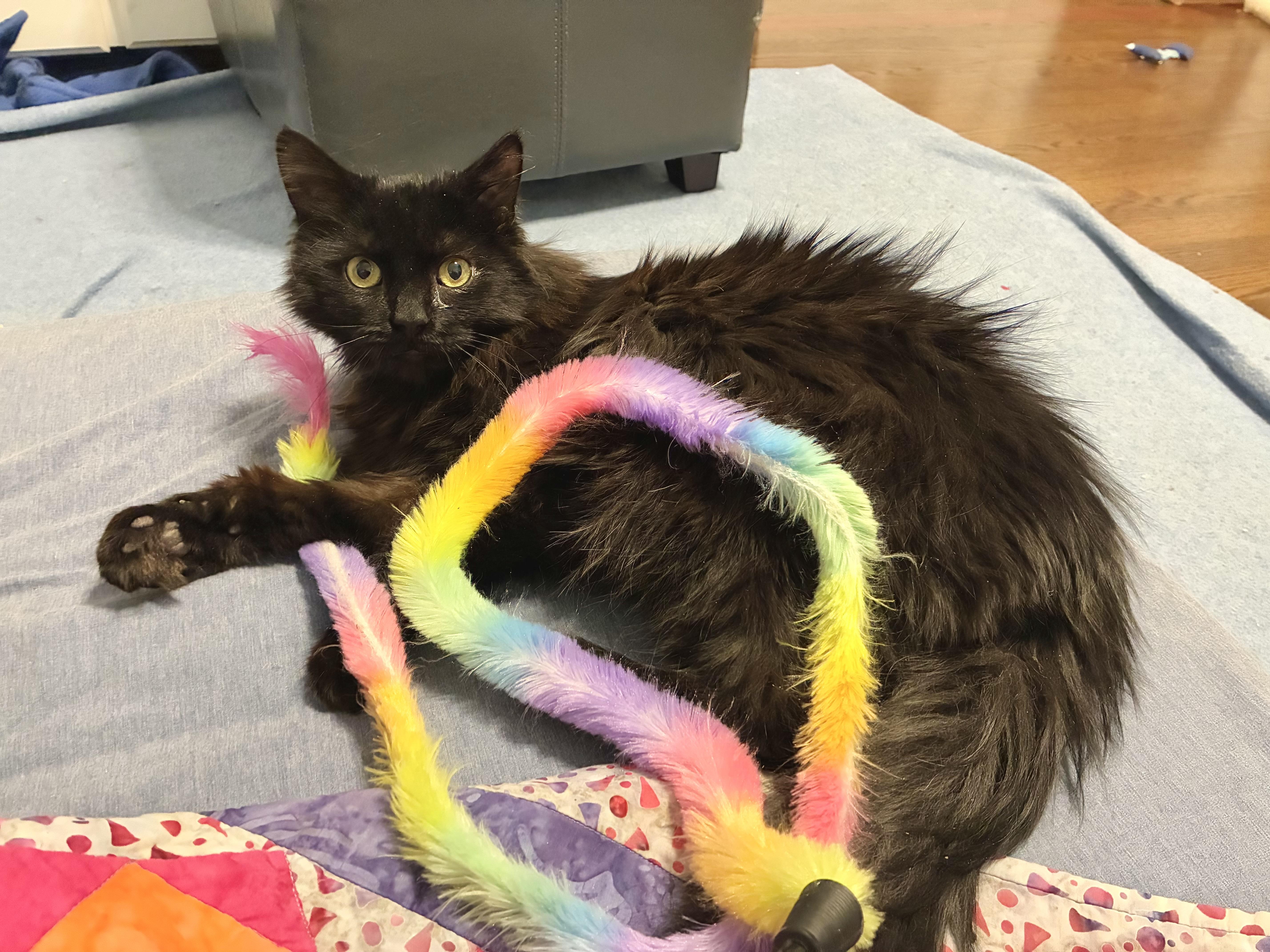 Stevie, ADOPTABLE, Adult Male Domestic Long Hair.