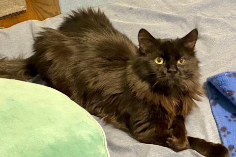 Enlarge Stevie, a ADOPTABLE Domestic Long Hair in Chicago, IL image 5/5