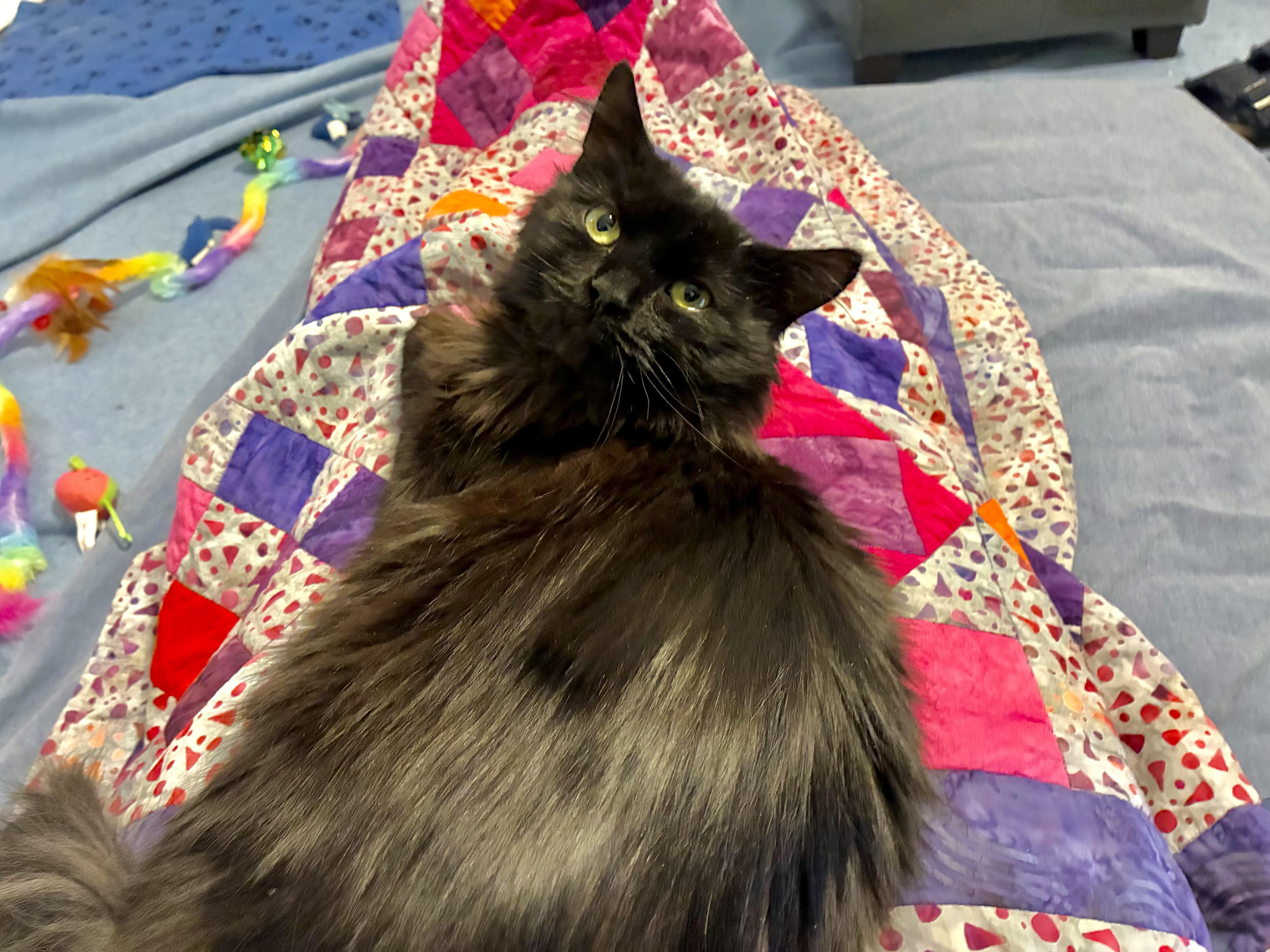 Enlarge Stevie, a ADOPTABLE Domestic Long Hair in Chicago, IL image 2/5