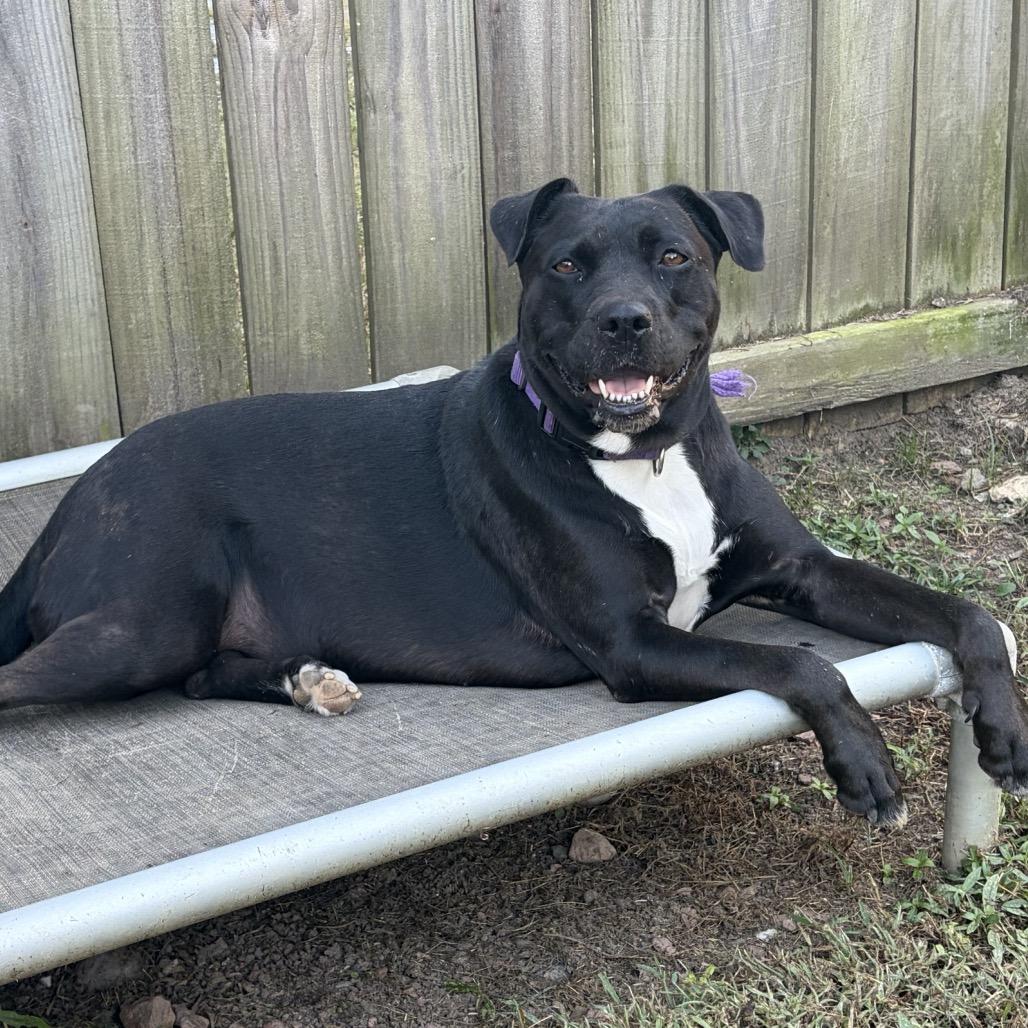 Enlarge Gilly (Adoption Fee SPONSORED!), a Adoptable Mixed Breed in Alabaster, AL image 2/6