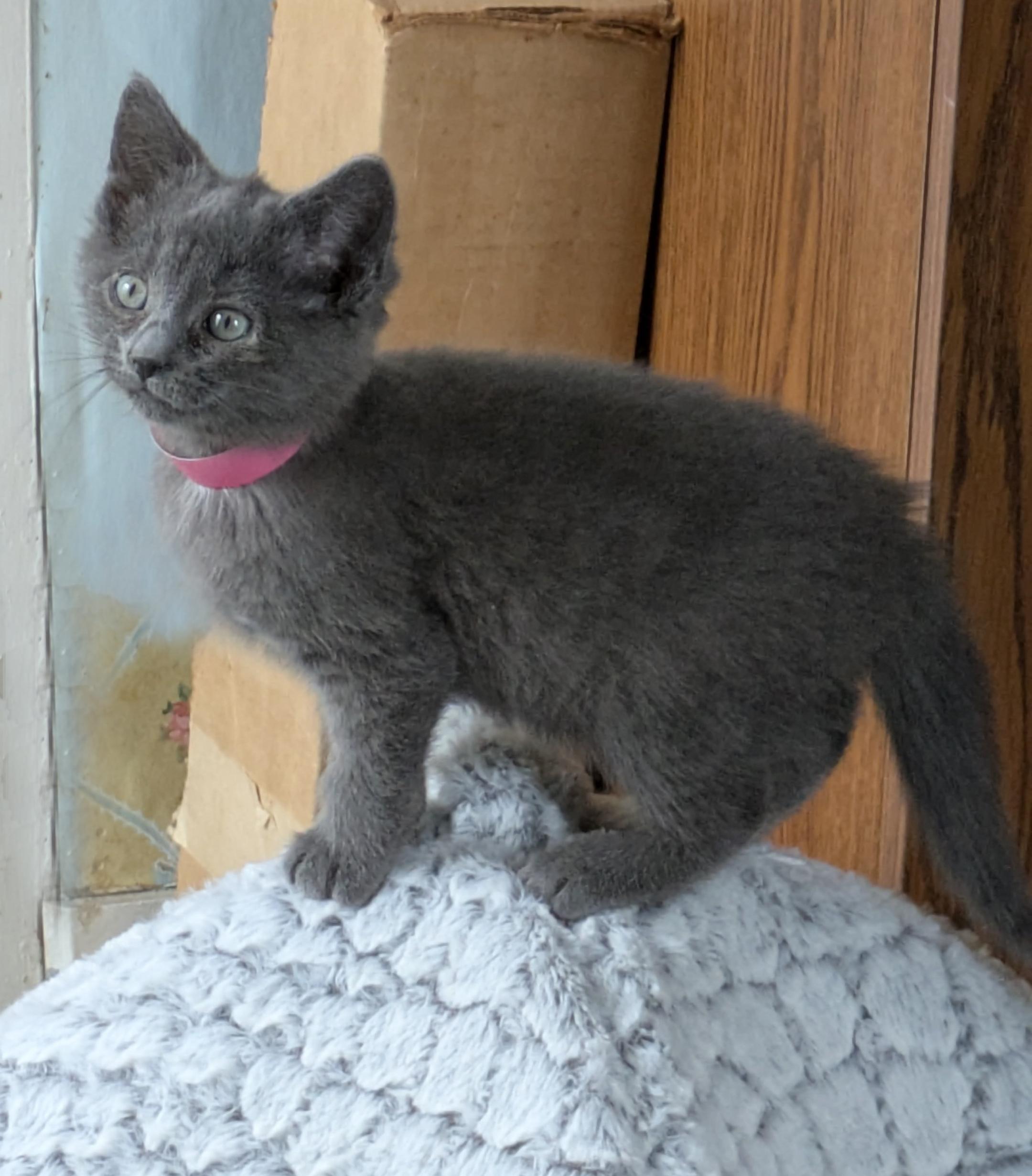 Enlarge esther, an adopted Domestic Short Hair in Wadsworth, OH image 2/2