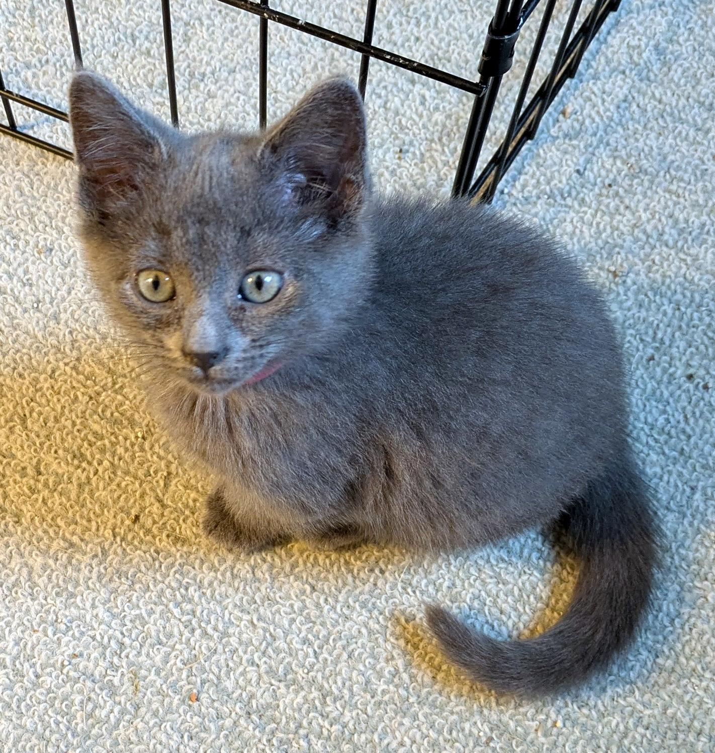 Enlarge esther, an adopted Domestic Short Hair in Wadsworth, OH image 1/2