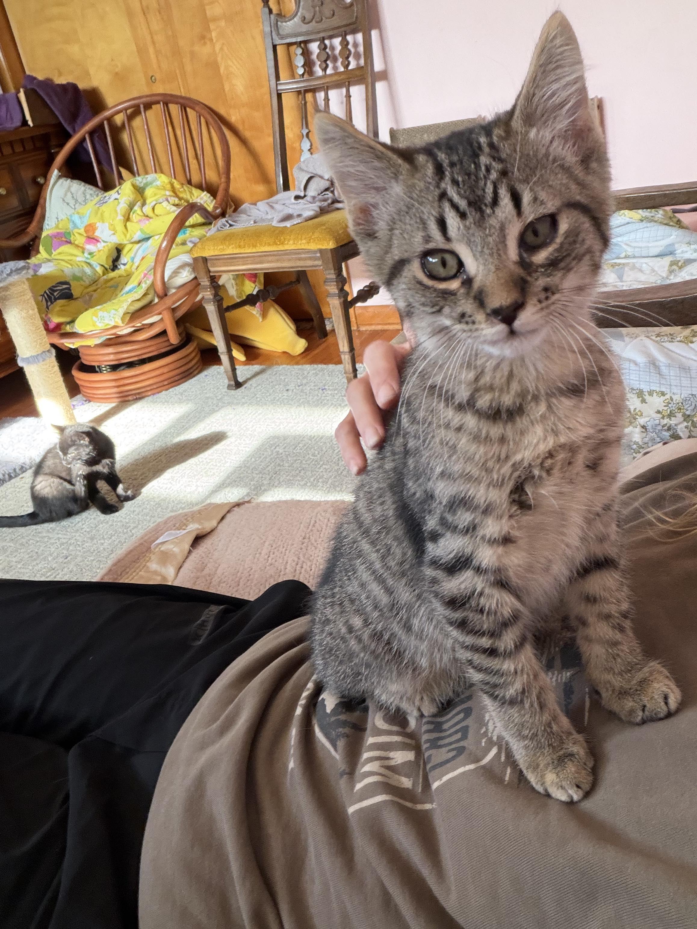 Tango, ADOPTABLE, Kitten Male Domestic Short Hair.