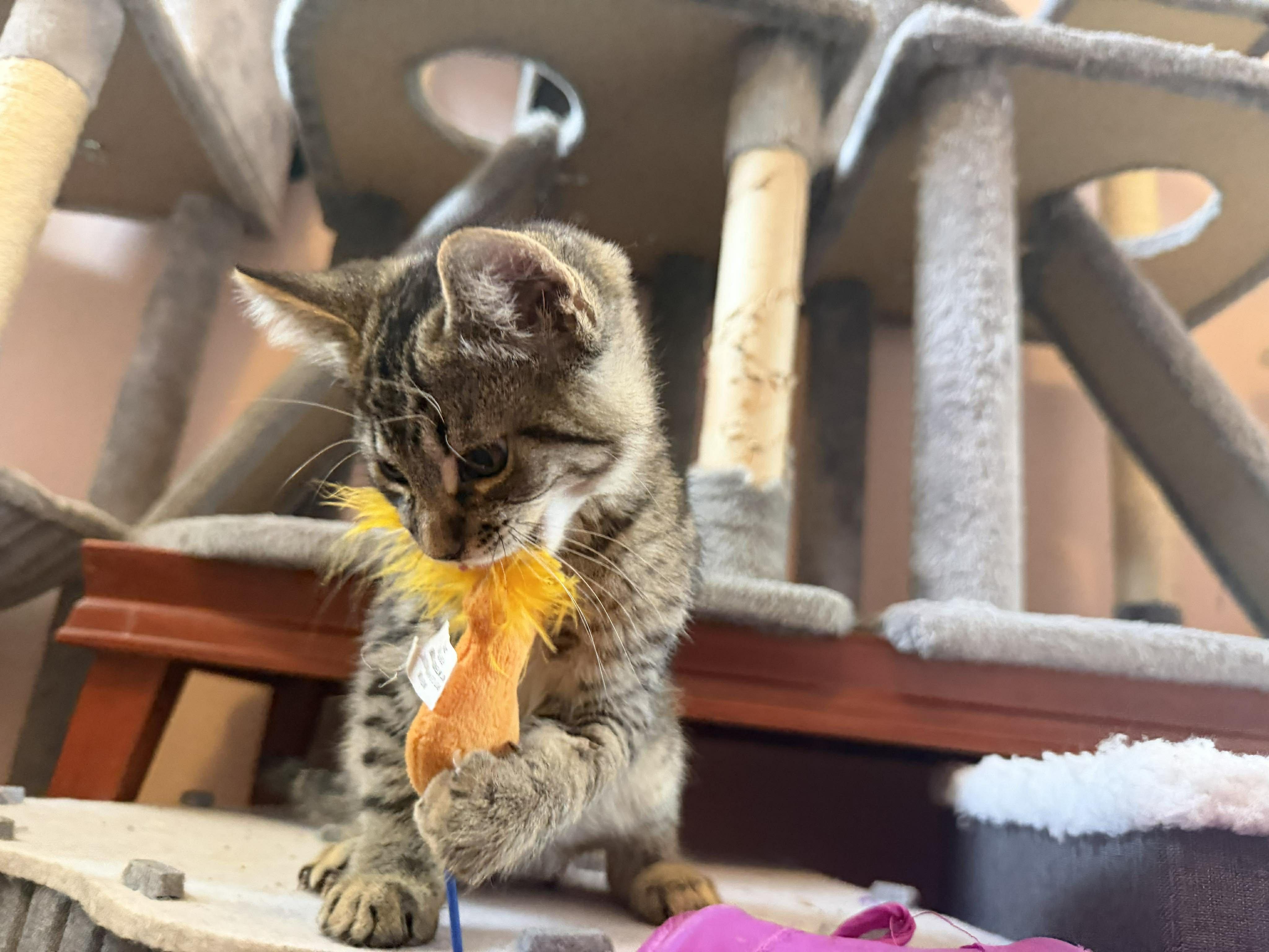 Tango, a ADOPTABLE Domestic Short Hair in East Lansing, MI image 2/5