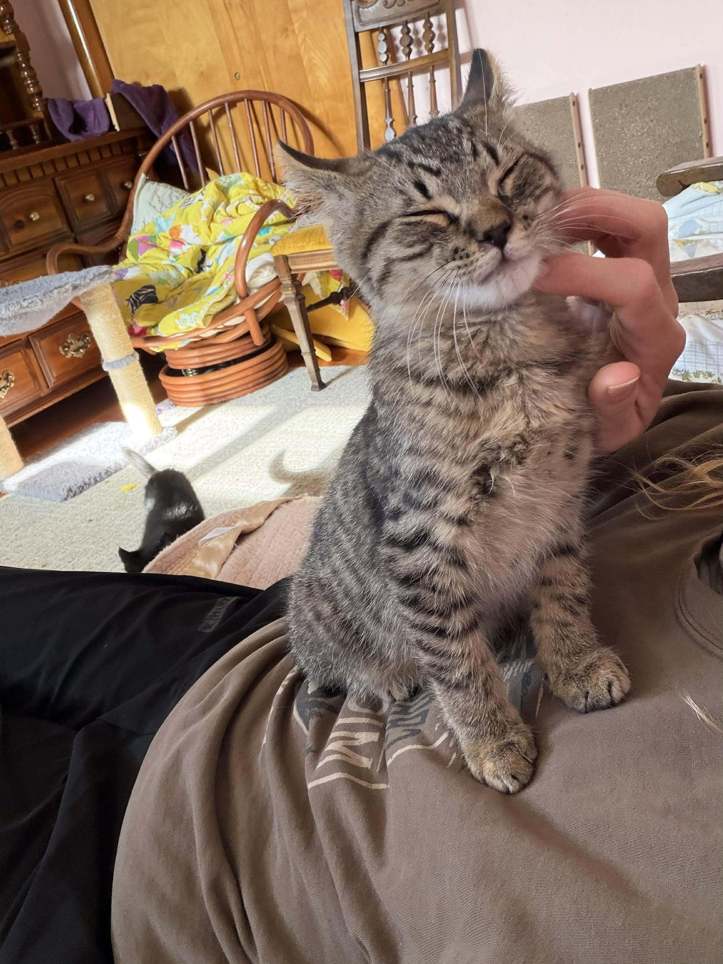 Tango, a ADOPTABLE Domestic Short Hair in East Lansing, MI image 3/5