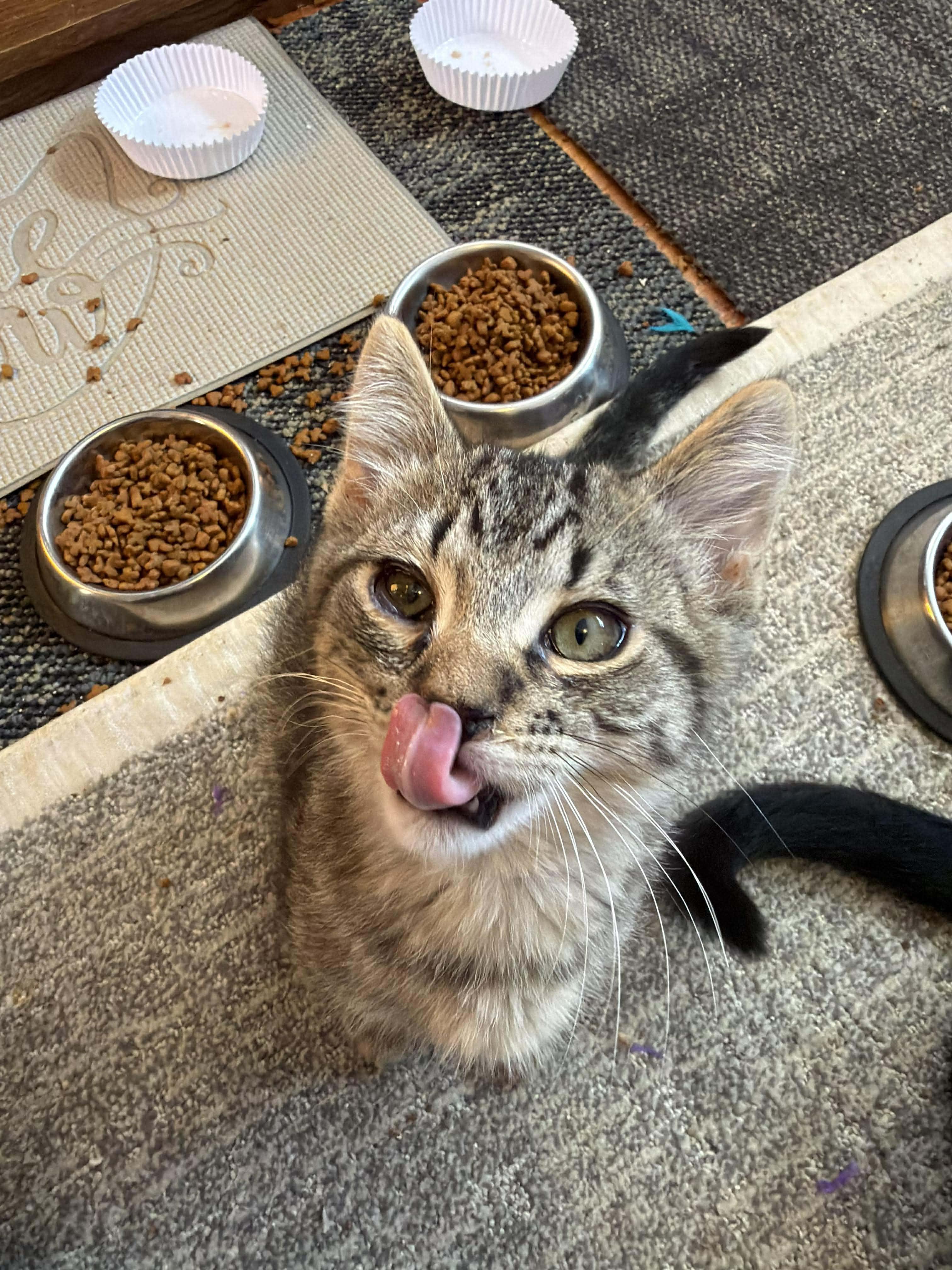 Tango, a ADOPTABLE Domestic Short Hair in East Lansing, MI image 4/5