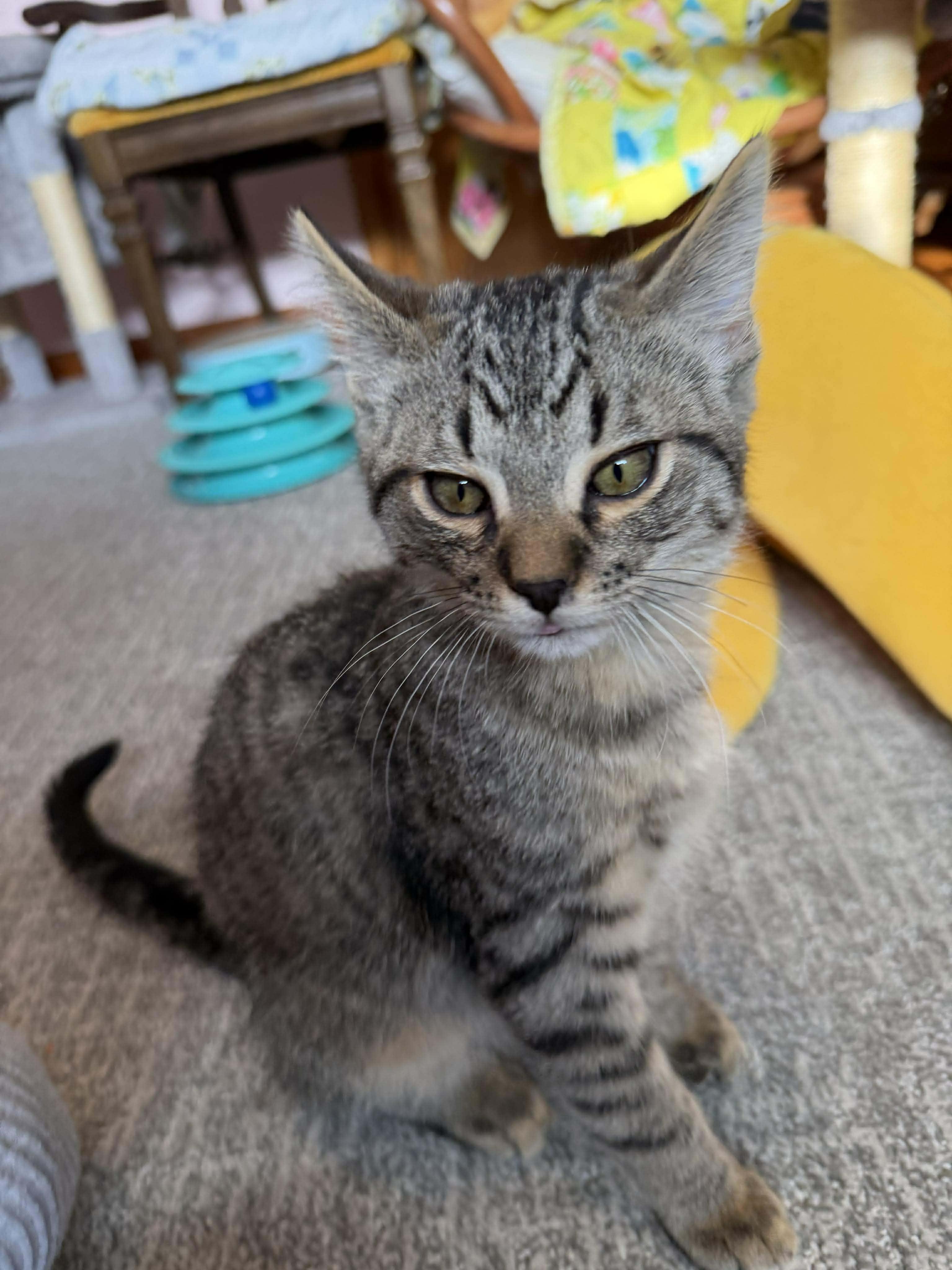 Tango, a ADOPTABLE Domestic Short Hair in East Lansing, MI image 5/5