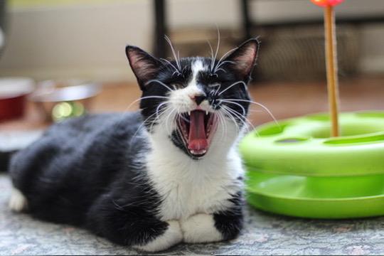 Enlarge Blessing, a Adoptable mixed breed in Liverpool, NY image 4/4