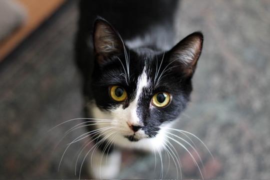 Blessing, Adoptable, Young Female Domestic Short Hair.