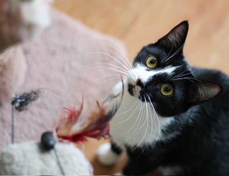 Enlarge Blessing, a Adoptable mixed breed in Liverpool, NY image 3/4