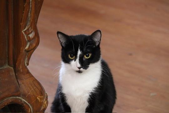 Blessing, a Adoptable mixed breed in Liverpool, NY image 1/5